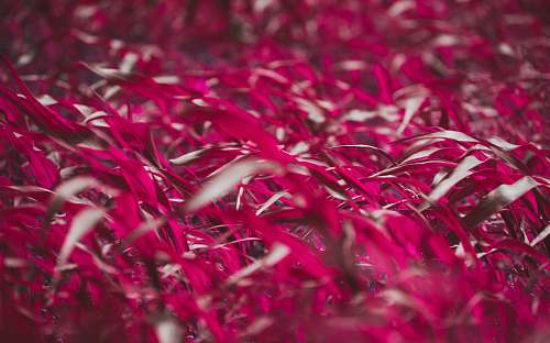 vellakinar village depth of field photograph of red petaled flowers coimbatore